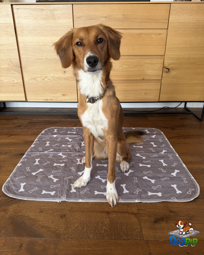 DOGPIP – Die Pipi-Matte, die Hunde wirklich benutzen