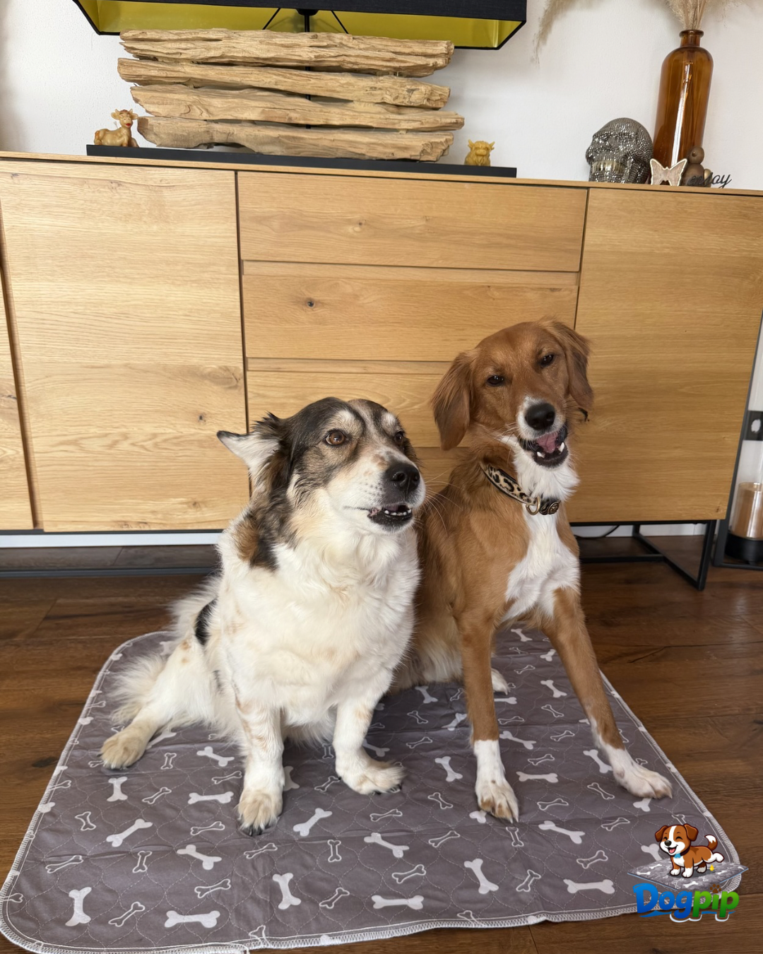 DOGPIP – Die Pipi-Matte, die Hunde wirklich benutzen
