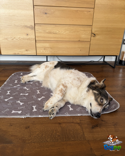 DOGPIP – Die Pipi-Matte, die Hunde wirklich benutzen