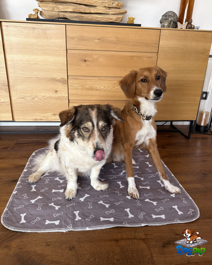 DOGPIP – Die Pipi-Matte, die Hunde wirklich benutzen