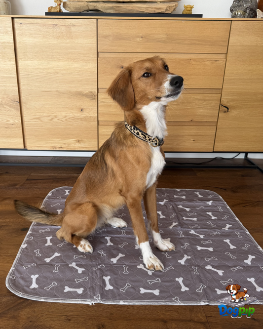 DOGPIP – Die Pipi-Matte, die Hunde wirklich benutzen